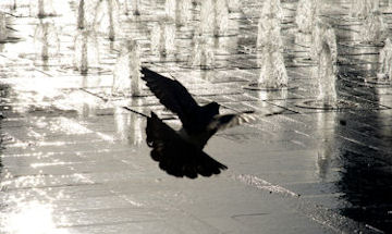 Pigeons in silhouette flying up through a fountain 