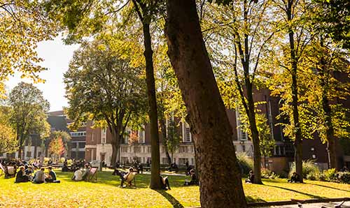 Trees outside the Library