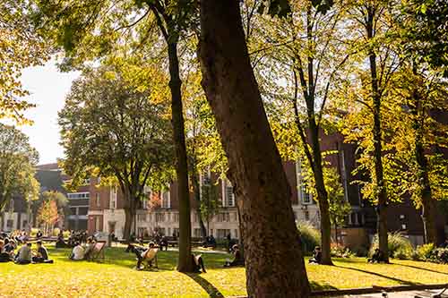Trees outside of the Library