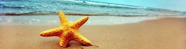 starfish
