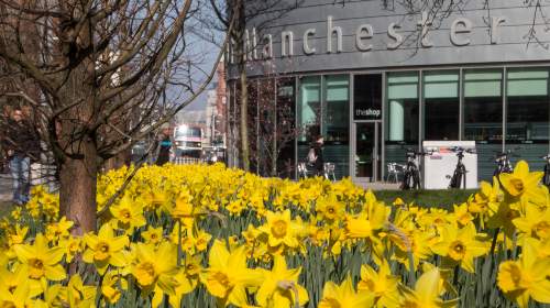 image of sunflowers outside university place