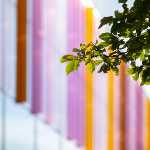 AMBS windows