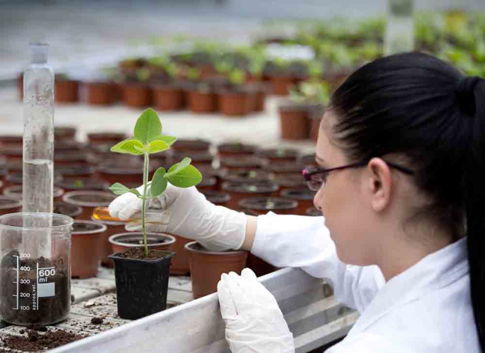 Female researcher examining a plant