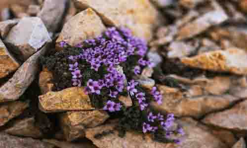 Small purple flowers growing within a rocky landscape