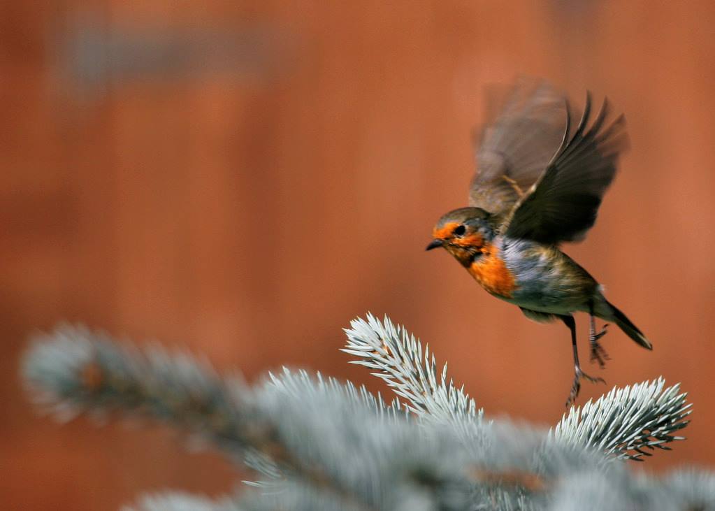 Bird taking flight