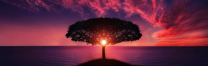 sunrise through a tree 